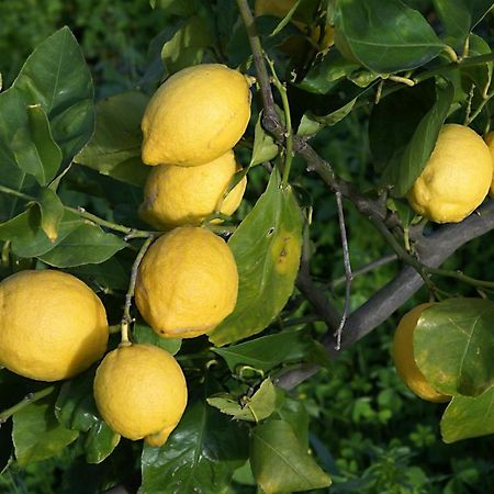 Il Limoneto Acireale Villa Eksteriør billede