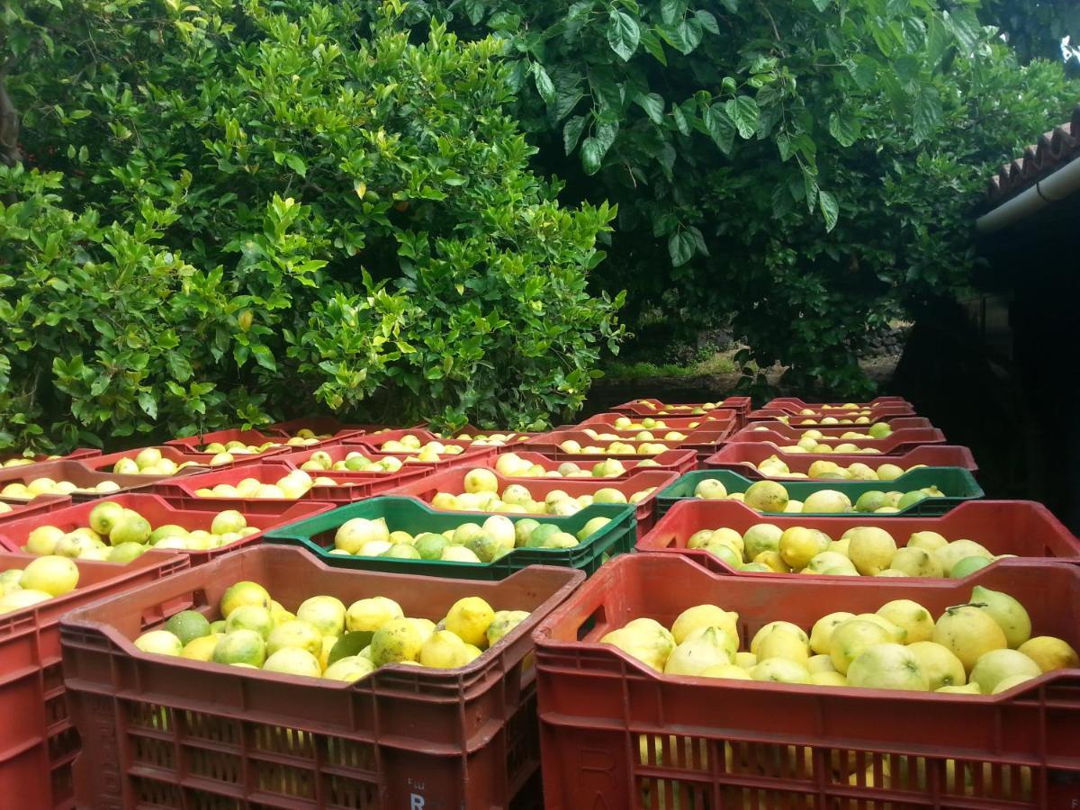 Il Limoneto Acireale Villa Eksteriør billede