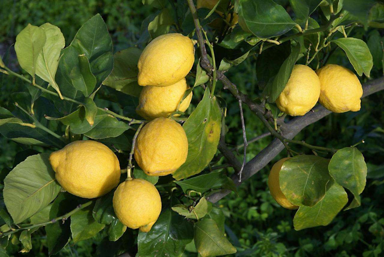 Il Limoneto Acireale Villa Eksteriør billede