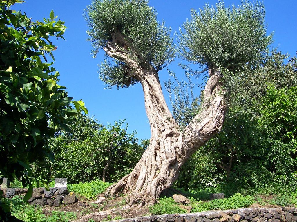 Il Limoneto Acireale Villa Eksteriør billede